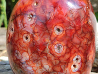 Polished Carnelian Agate Gemstone Standing Free Forms x 2 From Madagascar