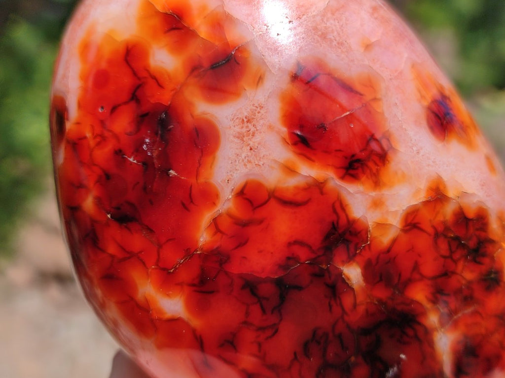 Polished Carnelian Agate Gemstone Standing Free Forms x 2 From Madagascar