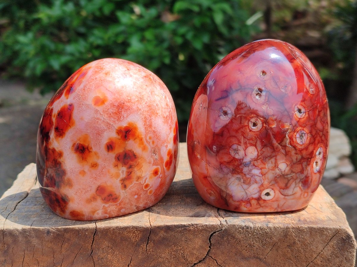 Polished Carnelian Agate Gemstone Standing Free Forms x 2 From Madagascar