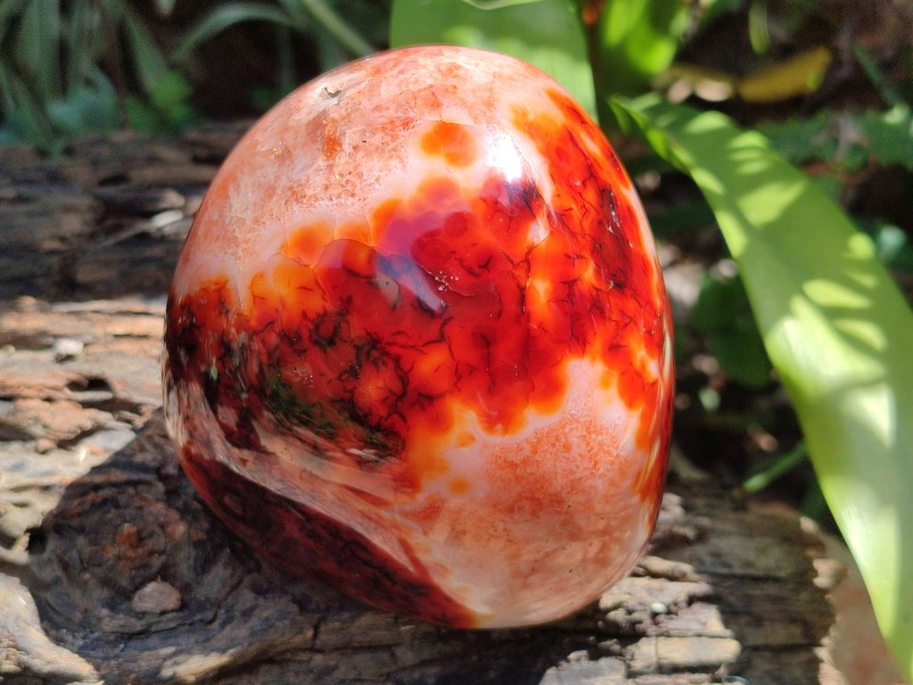Polished Carnelian Agate Gemstone Standing Free Forms x 2 From Madagascar