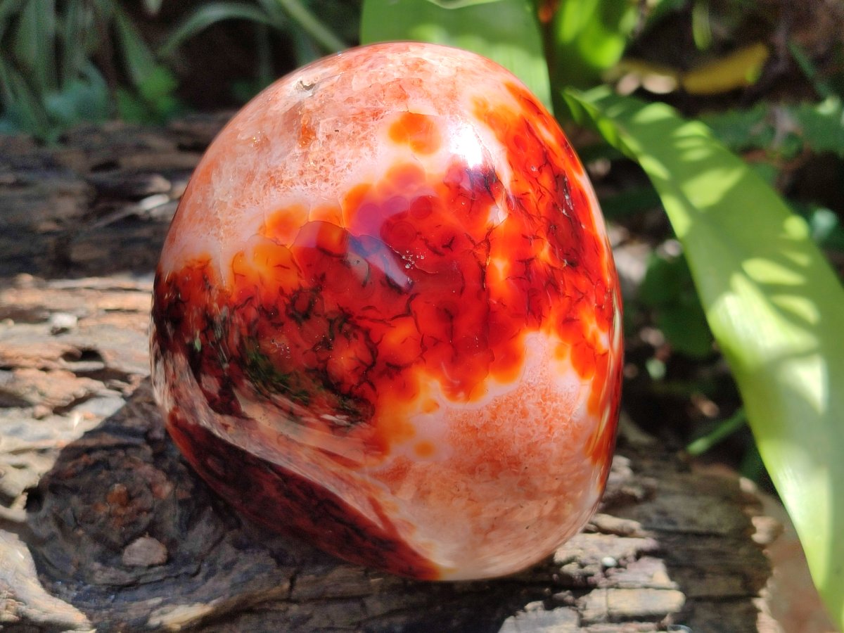 Polished Carnelian Agate Gemstone Standing Free Forms x 2 From Madagascar