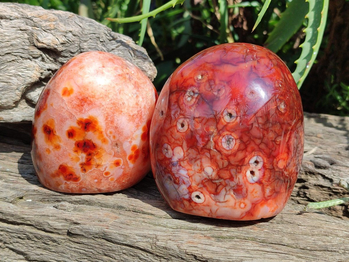 Polished Carnelian Agate Gemstone Standing Free Forms x 2 From Madagascar