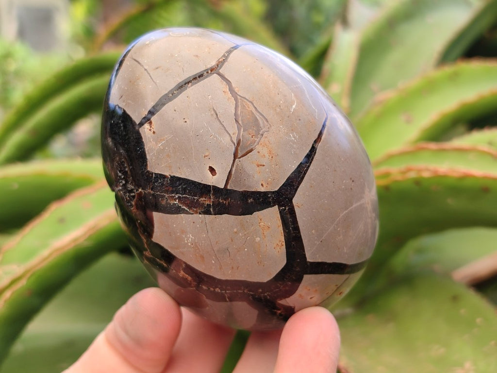 Polished Septerye Sauvage "Dragons Egg" Geodes x 3 From Mahajanga, Madagascar