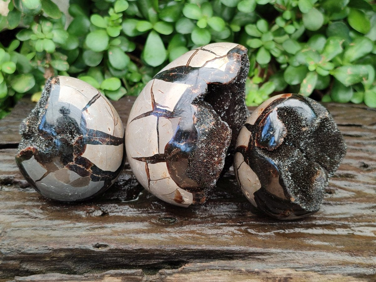 Polished Septerye Sauvage "Dragons Egg" Geodes x 3 From Mahajanga, Madagascar