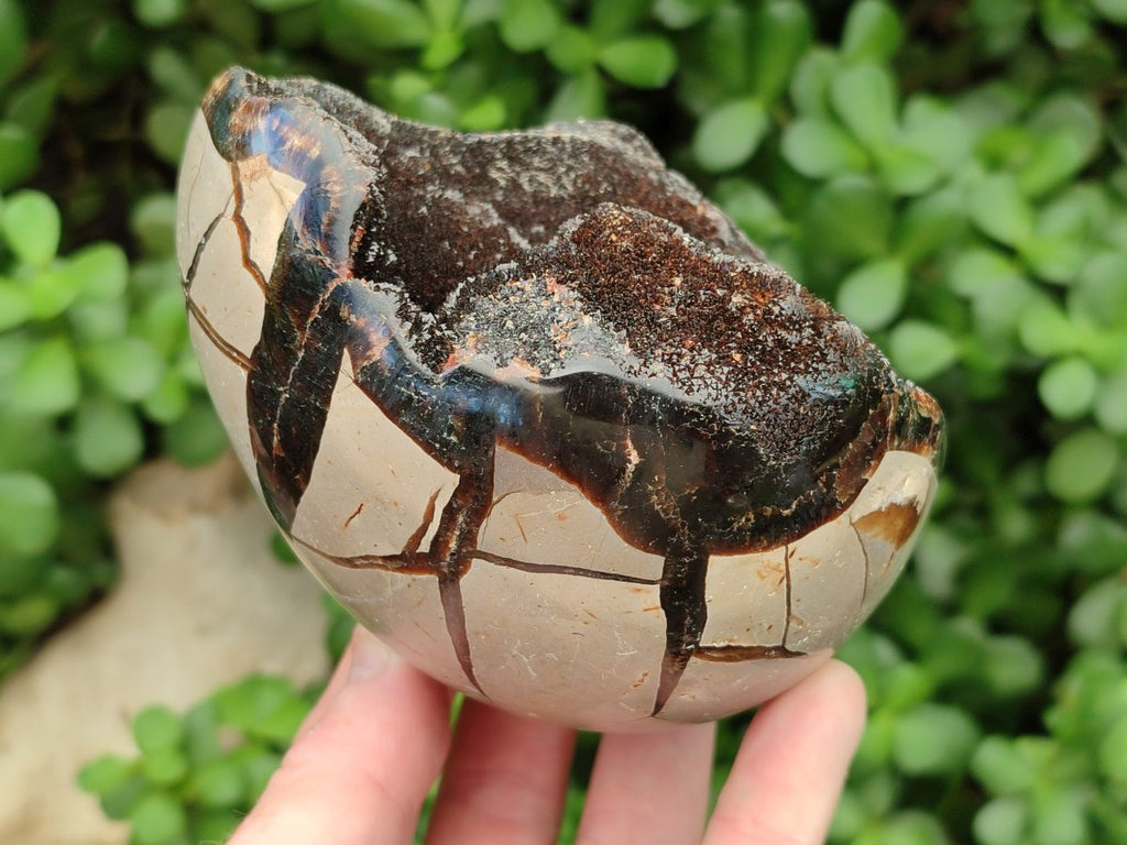 Polished Septerye Sauvage "Dragons Egg" Geodes x 3 From Mahajanga, Madagascar