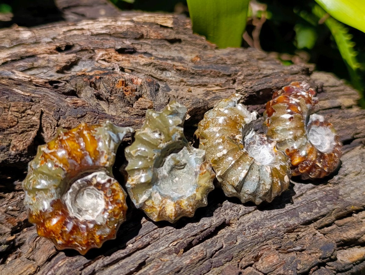 Polished Douvilleiceras Ammolite Ammonite Fossils x 12 From Maintirano, Madagascar