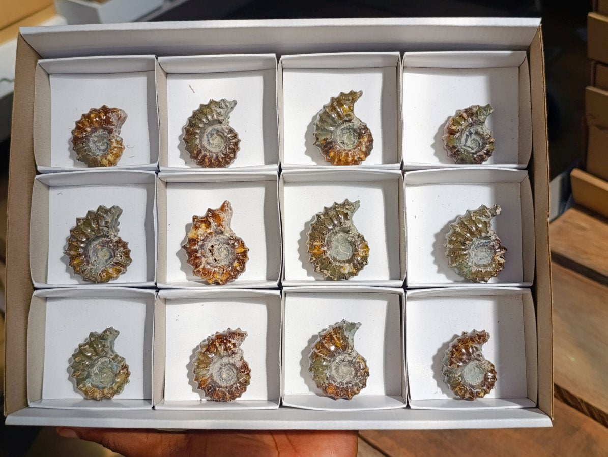 Polished Douvilleiceras Ammolite Ammonite Fossils x 12 From Maintirano, Madagascar