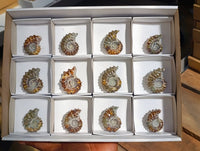 Polished Douvilleiceras Ammolite Ammonite Fossils x 12 From Maintirano, Madagascar
