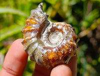 Polished Douvilleiceras Ammolite Ammonite Fossils x 12 From Maintirano, Madagascar