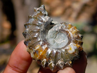 Polished Douvilleiceras Ammolite Ammonite Fossils x 12 From Maintirano, Madagascar