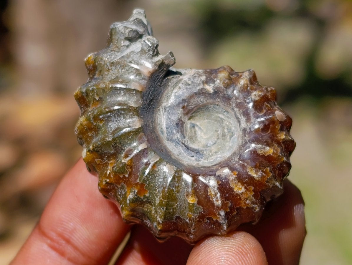 Polished Douvilleiceras Ammolite Ammonite Fossils x 12 From Maintirano, Madagascar