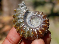Polished Douvilleiceras Ammolite Ammonite Fossils x 12 From Maintirano, Madagascar