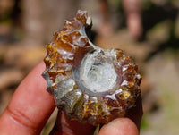 Polished Douvilleiceras Ammolite Ammonite Fossils x 12 From Maintirano, Madagascar