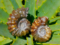 Polished Douvilleiceras Ammolite Ammonite Fossils x 12 From Maintirano, Madagascar