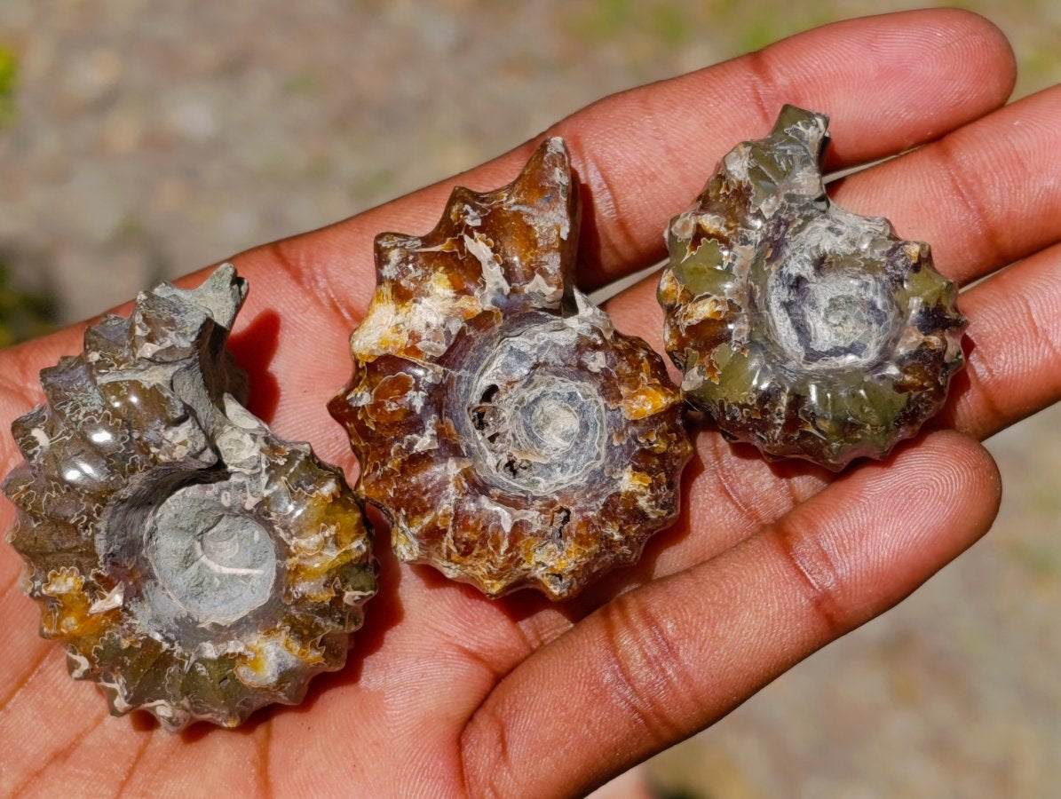 Polished Douvilleiceras Ammolite Ammonite Fossils x 12 From Maintirano, Madagascar