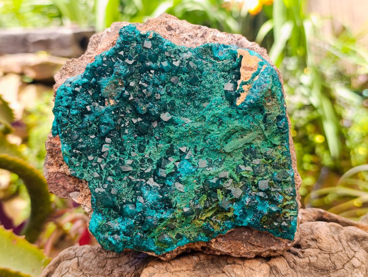 Natural Large Dioptase On Dolomite Specimen with Malachite x 1 From Likasi, Congo