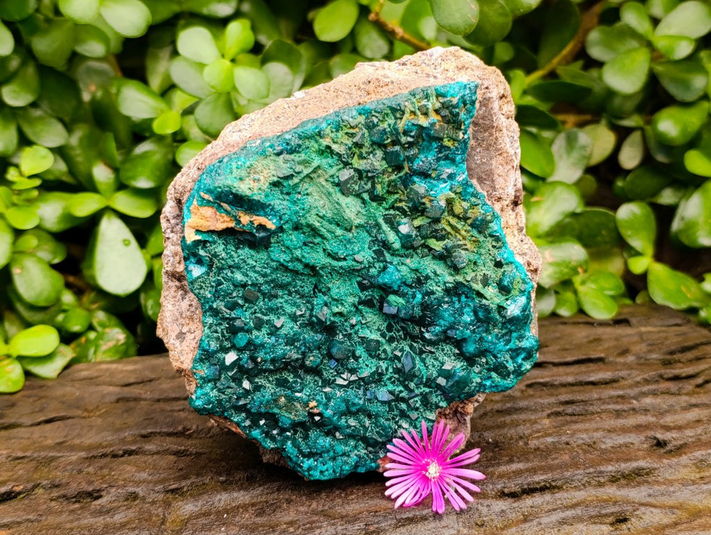 Natural Large Dioptase On Dolomite Specimen with Malachite x 1 From Likasi, Congo