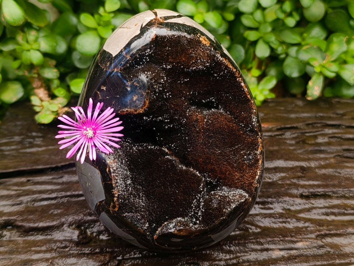 Polished Large Septerye Sauvage "Dragons Egg" Geode x 1 From Mahajanga, Madagascar
