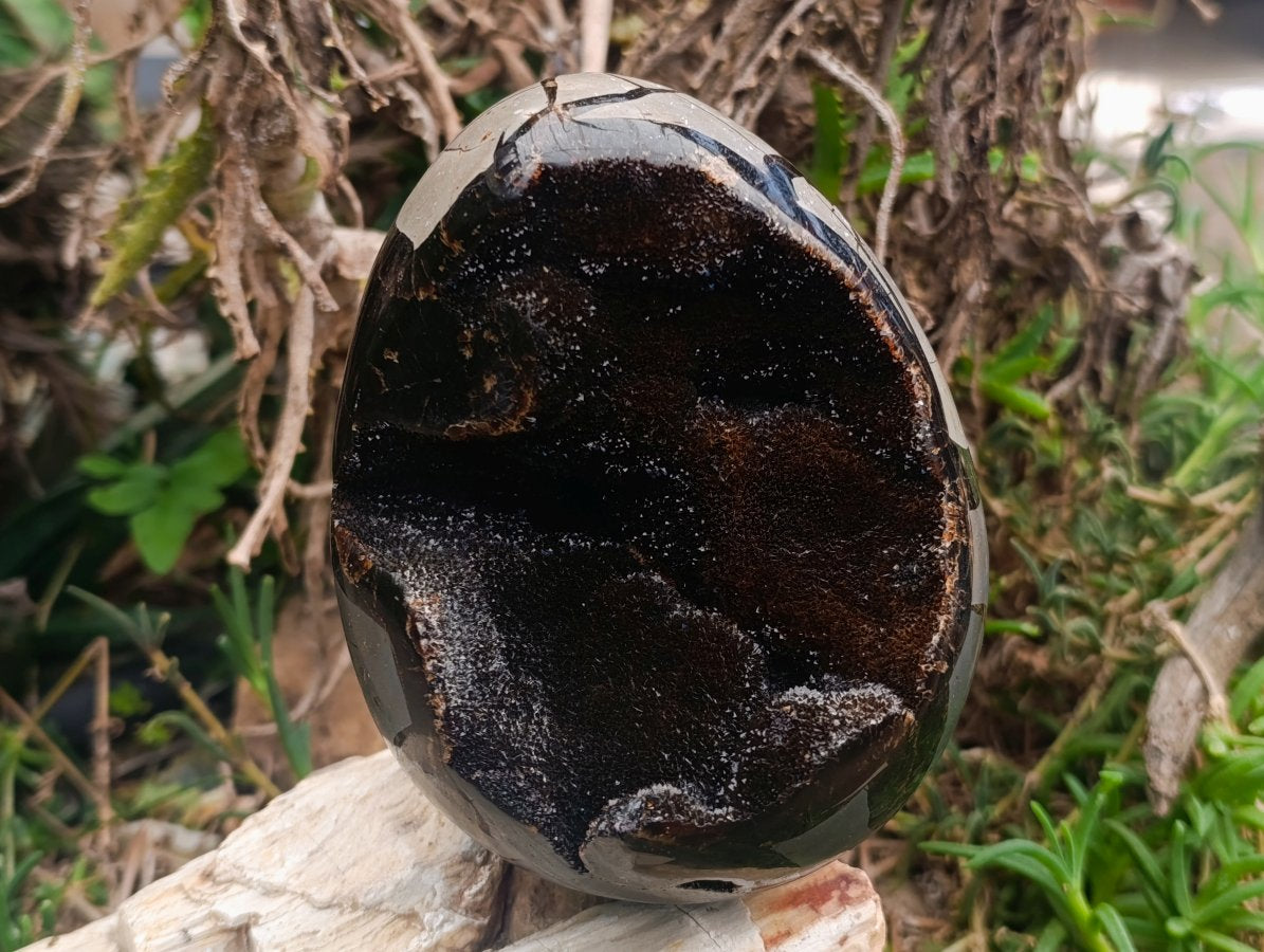 Polished Large Septerye Sauvage "Dragons Egg" Geode x 1 From Mahajanga, Madagascar