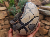 Polished Large Septerye Sauvage "Dragons Egg" Geode x 1 From Mahajanga, Madagascar