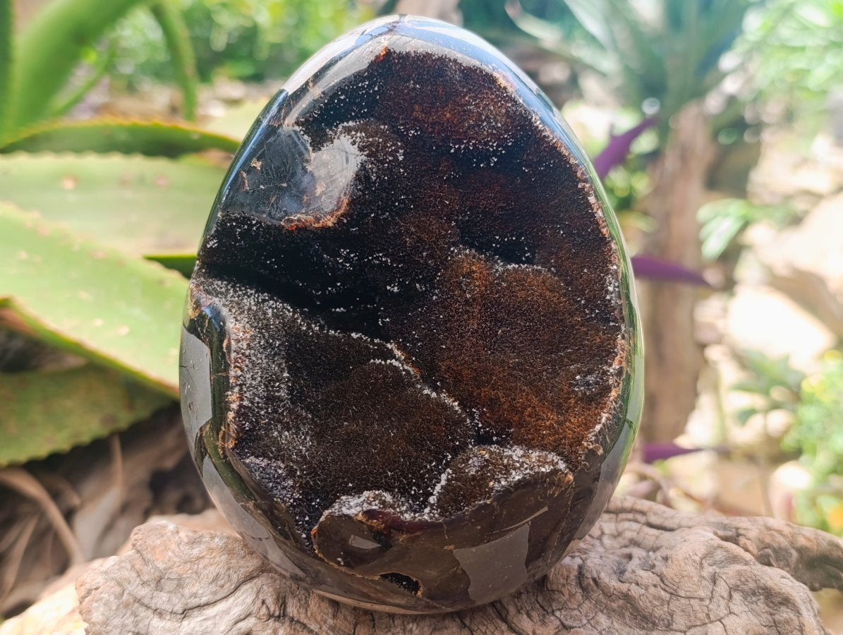 Polished Large Septerye Sauvage "Dragons Egg" Geode x 1 From Mahajanga, Madagascar