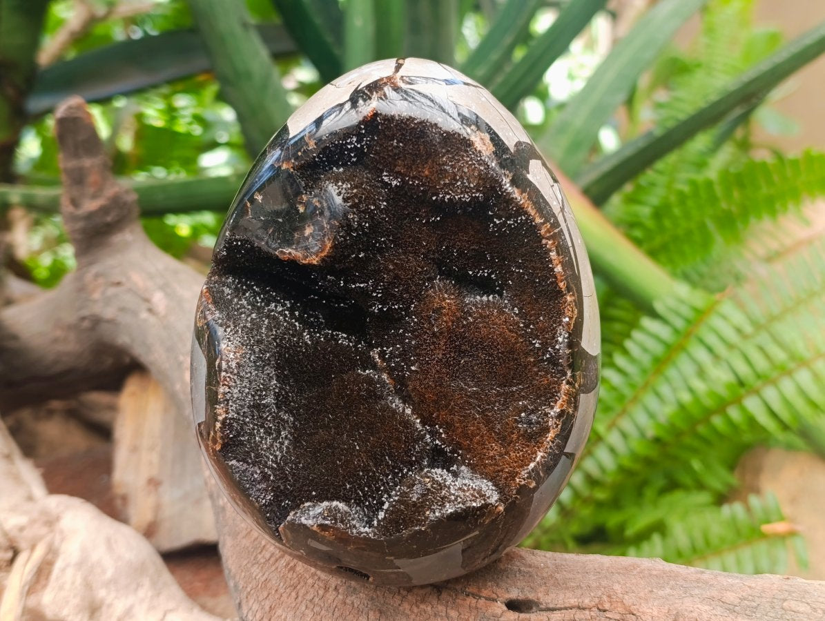 Polished Large Septerye Sauvage "Dragons Egg" Geode x 1 From Mahajanga, Madagascar