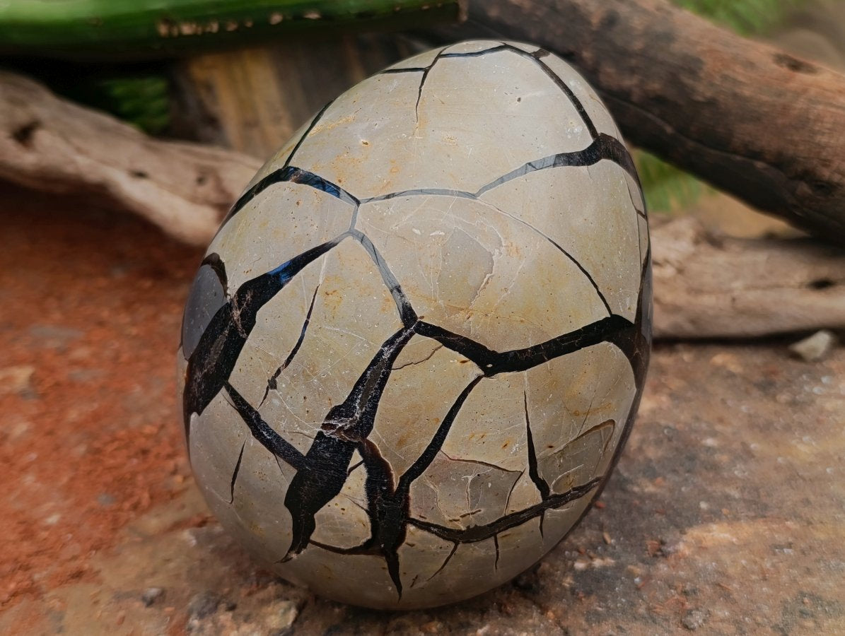 Polished Large Septerye Sauvage "Dragons Egg" Geode x 1 From Mahajanga, Madagascar