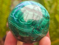 Polished Flower Banded Malachite Spheres x 6 From Congo