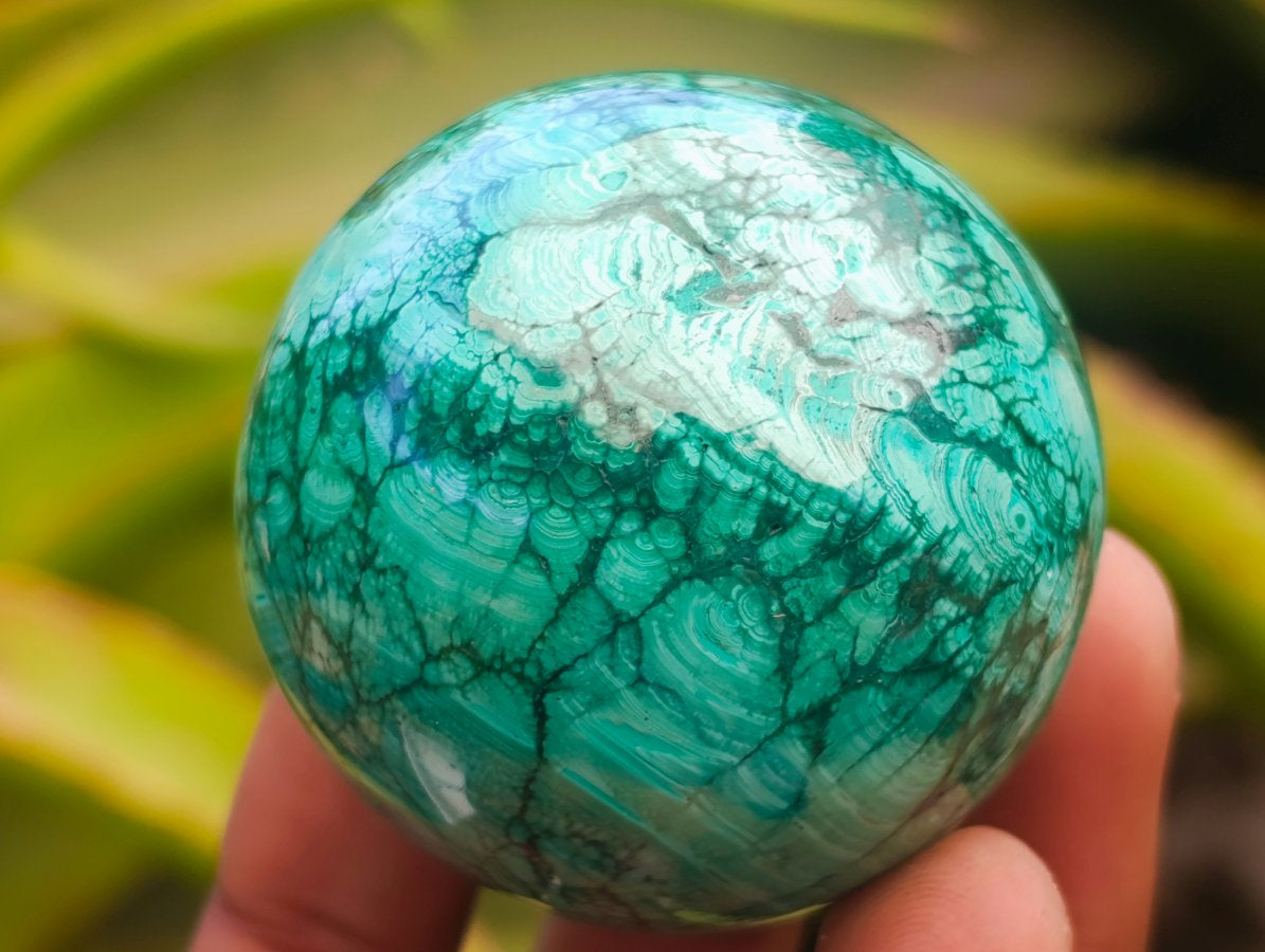 Polished Flower Banded Malachite Spheres x 6 From Congo