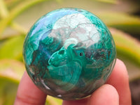 Polished Flower Banded Malachite Spheres x 6 From Congo