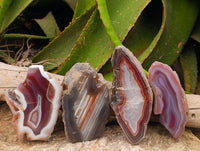 Polished On One Side Red Shashe River Agate Nodules x 4 From Shashe River, Zimbabwe