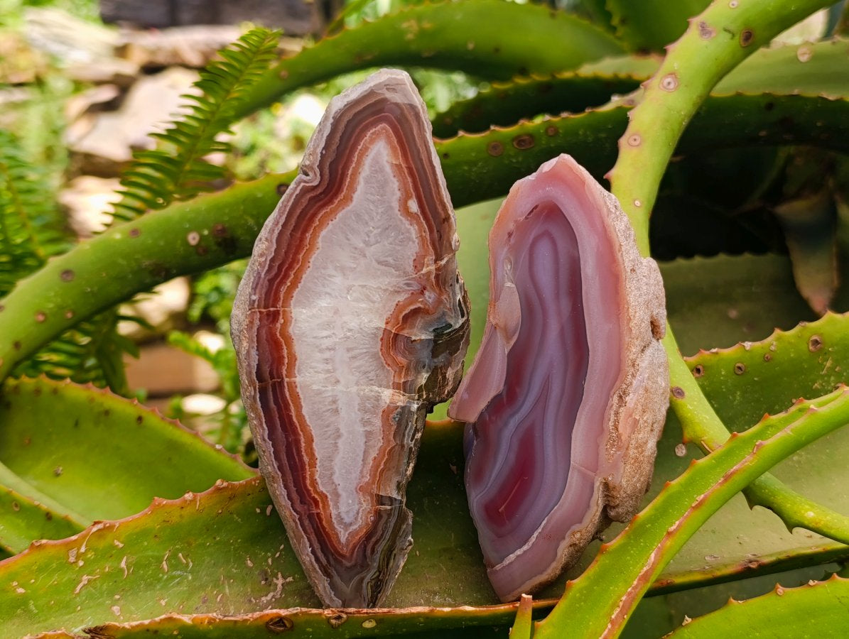 Polished On One Side Red Shashe River Agate Nodules x 4 From Shashe River, Zimbabwe