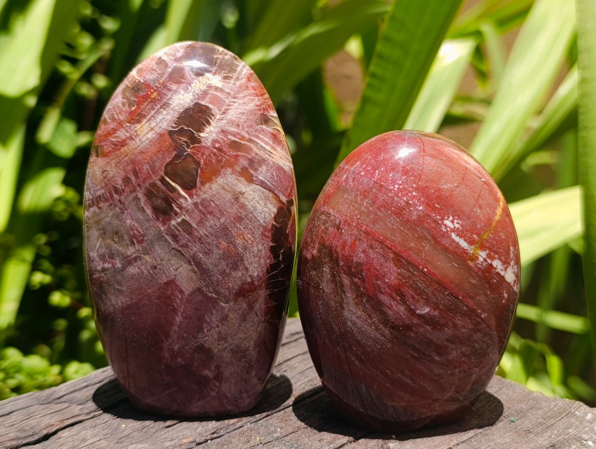 Polished Red Podocarpus Petrified Wood Standing Free Forms x 6 From Mahajanga, Madagascar