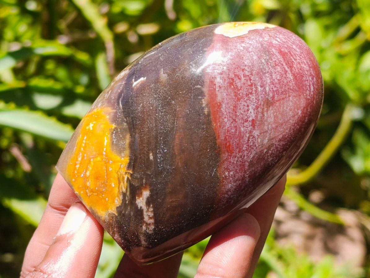Polished Red Podocarpus Petrified Wood Standing Free Forms x 6 From Mahajanga, Madagascar