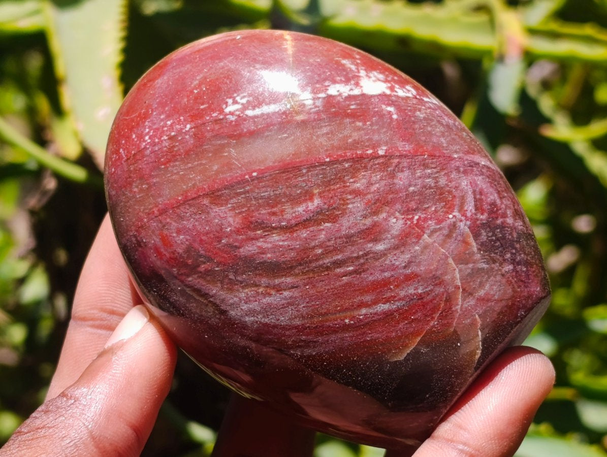 Polished Red Podocarpus Petrified Wood Standing Free Forms x 6 From Mahajanga, Madagascar