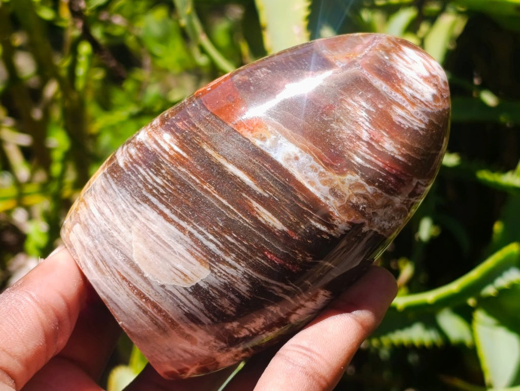 Polished Red Podocarpus Petrified Wood Standing Free Forms x 6 From Mahajanga, Madagascar