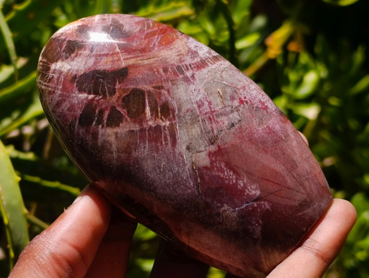 Polished Red Podocarpus Petrified Wood Standing Free Forms x 6 From Mahajanga, Madagascar