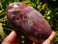 Polished Red Podocarpus Petrified Wood Standing Free Forms x 6 From Mahajanga, Madagascar