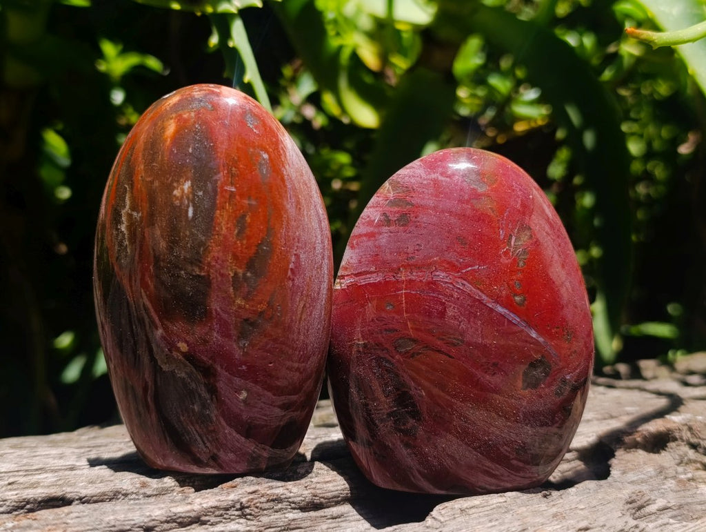 Polished Red Podocarpus Petrified Wood Standing Free Forms x 6 From Mahajanga, Madagascar