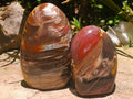 Polished Red Podocarpus Petrified Wood Standing Free Forms x 6 From Mahajanga, Madagascar