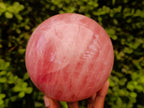Polished Large Gemmy Star Rose Quartz Sphere x 1 From Madagascar
