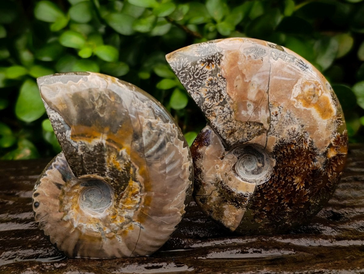 Polished Whole Cleoniceras Red Ammolite Opalized Ammonite Fossils x 6 From Tulear, Madagascar