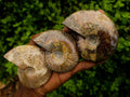 Polished Whole Cleoniceras Red Ammolite Opalized Ammonite Fossils x 6 From Tulear, Madagascar