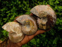 Polished Whole Cleoniceras Red Ammolite Opalized Ammonite Fossils x 6 From Tulear, Madagascar