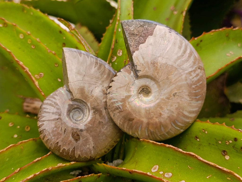 Polished Whole Cleoniceras Red Ammolite Opalized Ammonite Fossils x 6 From Tulear, Madagascar