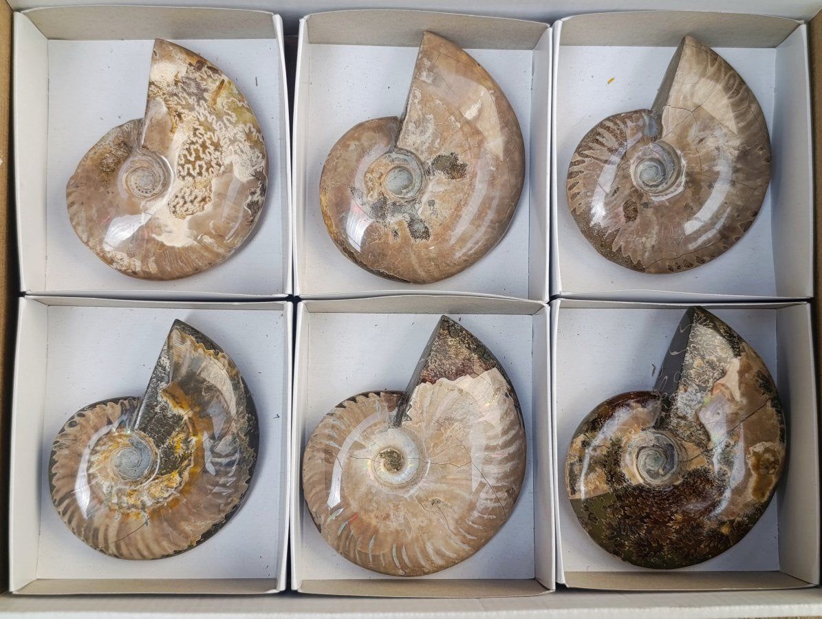 Polished Whole Cleoniceras Red Ammolite Opalized Ammonite Fossils x 6 From Tulear, Madagascar