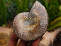 Polished Whole Cleoniceras Red Ammolite Opalized Ammonite Fossils x 6 From Tulear, Madagascar