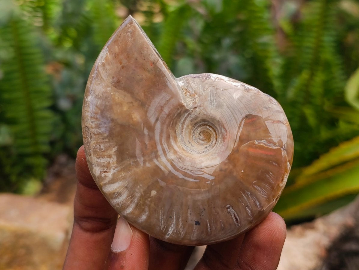 Polished Whole Cleoniceras Red Ammolite Opalized Ammonite Fossils x 6 From Tulear, Madagascar