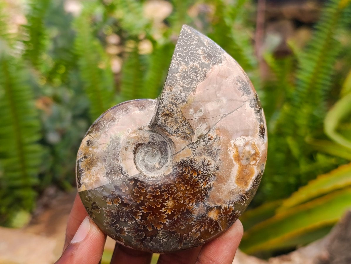 Polished Whole Cleoniceras Red Ammolite Opalized Ammonite Fossils x 6 From Tulear, Madagascar