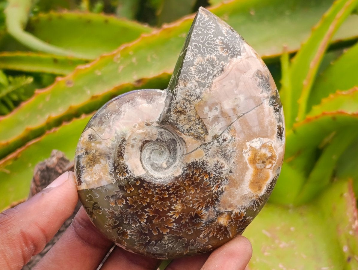 Polished Whole Cleoniceras Red Ammolite Opalized Ammonite Fossils x 6 From Tulear, Madagascar